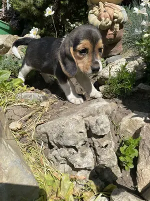 Beagle kiskutyák keresik szerető gazdijaikat - kép 4