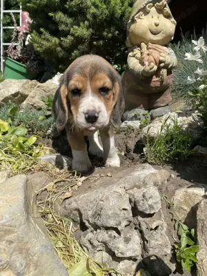 Beagle kiskutyák keresik szerető gazdijaikat - kép 5