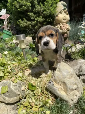 Beagle kiskutyák keresik szerető gazdijaikat - kép 6