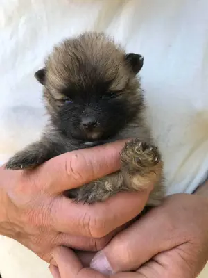 Eladók,foglalhatóak,tündéri Spicc, Spitz kiskutyák,1 lány és 2 fiú. - kép 5
