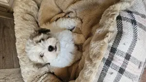 Havanese Fiúcskák