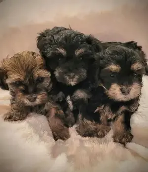 Havanese Yorki jellegű kiskutyák 