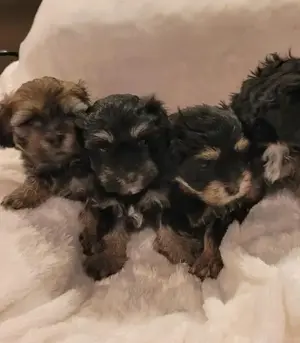 Havanese Yorki jellegű kiskutyák  - kép 2