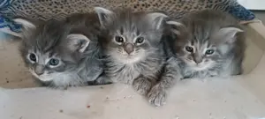 Maine coon  cicak! - kép 2