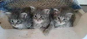 Maine coon  cicak! - kép 3
