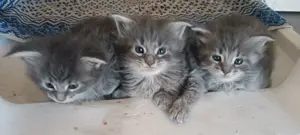 Maine coon  cicak! - kép 4