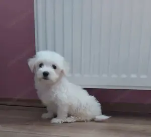 Havanese hófehér kiskutyák Fiúk és lány eladó - kép 2