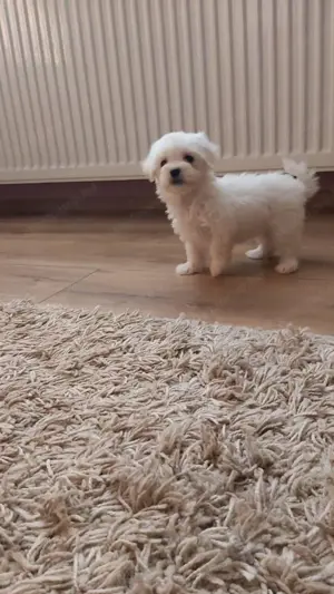Havanese hófehér kiskutyák Fiúk és lány eladó