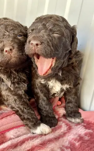 Lagotto Romagnolo kiskutyák. 