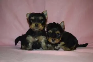 Yorkshire terrier  Yorki
