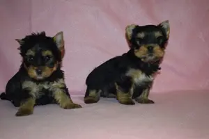 Yorkshire terrier  Yorki - kép 2