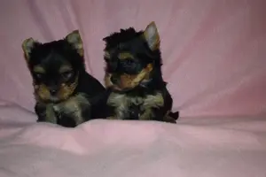 Yorkshire terrier  Yorki - kép 3
