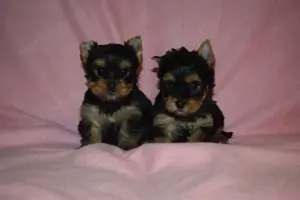 Yorkshire terrier  Yorki - kép 4