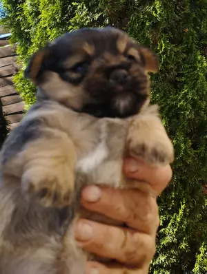 Bichon jellegű kiskuty k  - kép 2