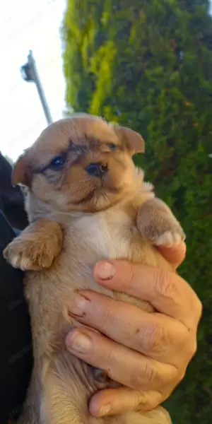 Bichon jellegű kiskuty k  - kép 3
