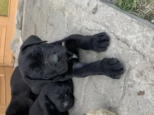 Cane corso kiskutyák 