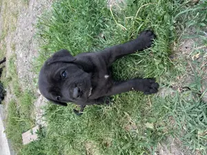 Cane corso kiskutyák 