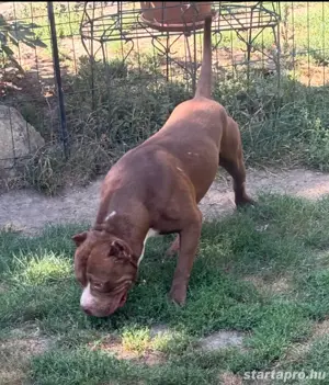 Ingyen elvihető xxl bully pár a szuka tüzel - kép 2