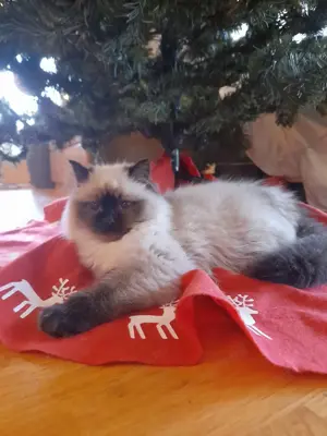 Ragdoll jellegű cica  - kép 3