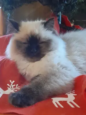 Ragdoll jellegű cica  - kép 2