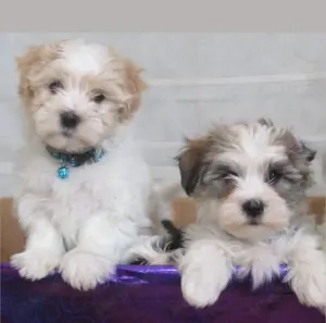 Havanese jellegű kiskutyák eladók 