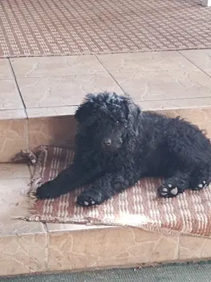 Puli fajtajellegű kölyök kutya - kép 2