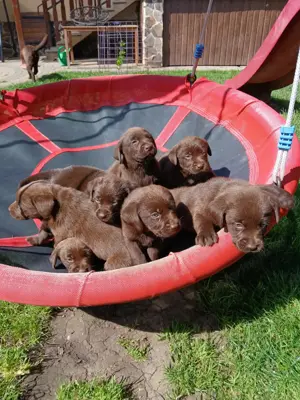 Eladó labrador kiskutyák 