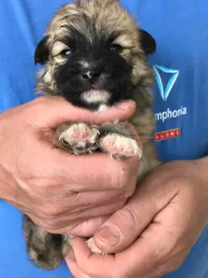 Eladók,foglalhatóak nagyon szép Spicc, Spitz kiskutyák! Lányok és fiúk. - kép 8