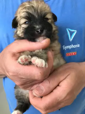 Eladók,foglalhatóak nagyon szép Spicc, Spitz kiskutyák! Lányok és fiúk. - kép 7