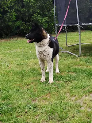 Amerikai akita szuka  - kép 2