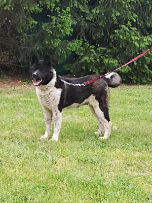 Amerikai akita szuka 