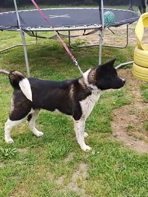 Amerikai akita szuka  - kép 3