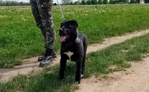 Eladó , fajtatiszta , Közép-Ázsiai-Juhász  szuka kiskutya 