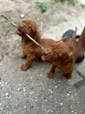 Rövidszőrű Magyar Vizsla kölykök!