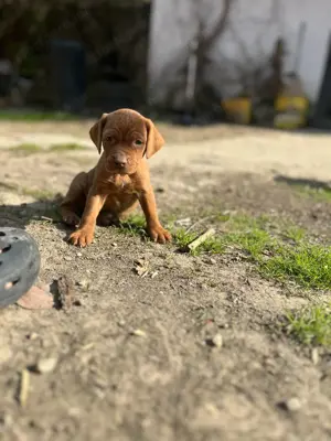Rövidszőrű Magyar Vizsla kölykök! - kép 3