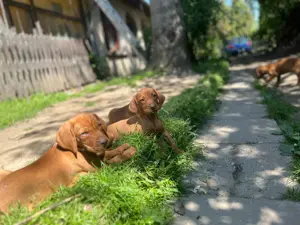 Rövidszőrű Magyar Vizsla kölykök! - kép 4
