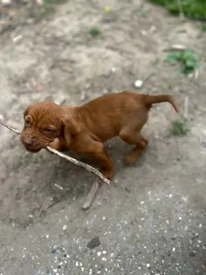 Rövidszőrű Magyar Vizsla kölykök! - kép 2
