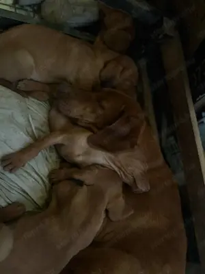 Rövidszőrű Magyar Vizsla kölykök! - kép 7