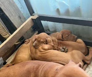Rövidszőrű Magyar Vizsla kölykök! - kép 6