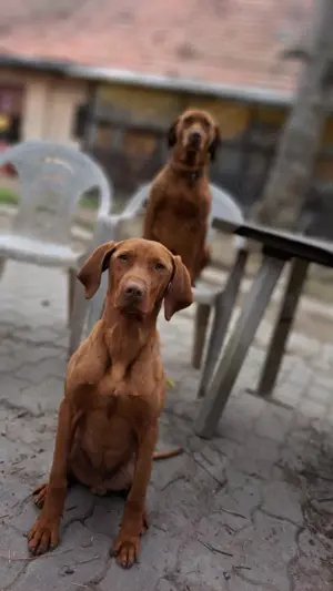 Rövidszőrű Magyar Vizsla kölykök! - kép 10