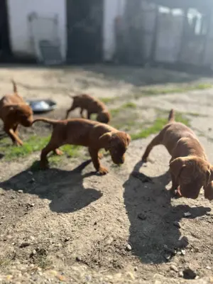 Rövidszőrű Magyar Vizsla kölykök! - kép 8