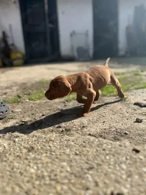 Rövidszőrű Magyar Vizsla kölykök! - kép 5