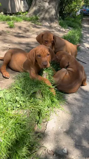 Rövidszőrű Magyar Vizsla kölykök! - kép 11