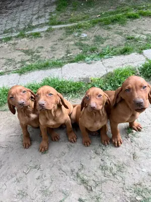 Rövidszőrű Magyar Vizsla kölykök! - kép 12