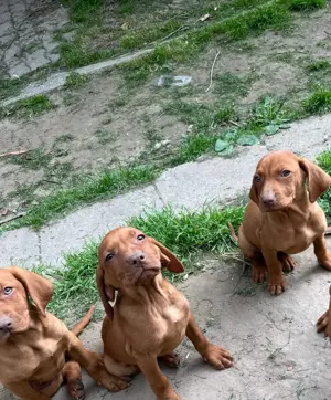 Rövidszőrű Magyar Vizsla kölykök! - kép 14