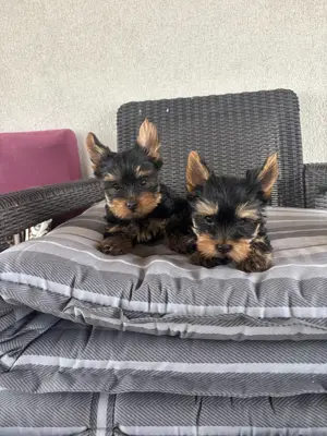 Yorki yorkshire terrier kisfiúk
