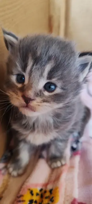Main Coon kicsik  - kép 2