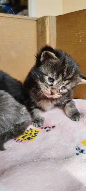 Main Coon kicsik  - kép 4