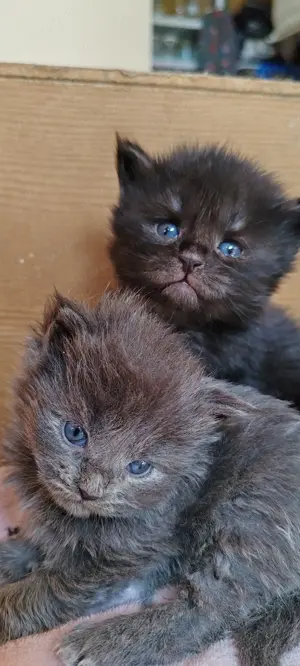 Main Coon kicsik  - kép 9