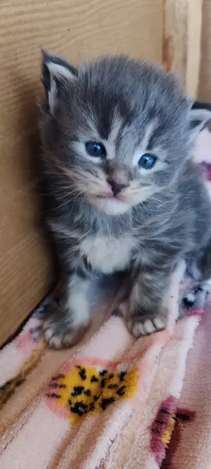 Main Coon kicsik  - kép 3